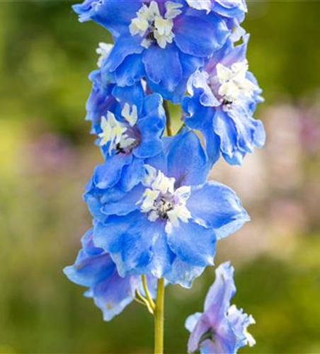 Delphinium Magic F., himmelbl.,Biene weiß