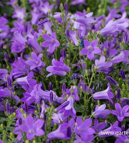 Campanula portenschlagiana