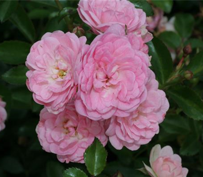 Bodendeckerrose 'The Fairy'