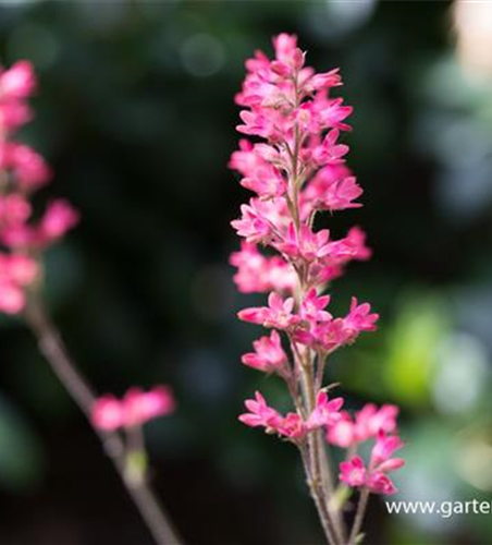 Heuchera sanguinea 'Leuchtkäfer'