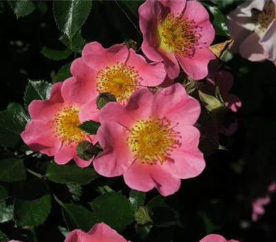 Bodendeckerrose 'Topolina'®