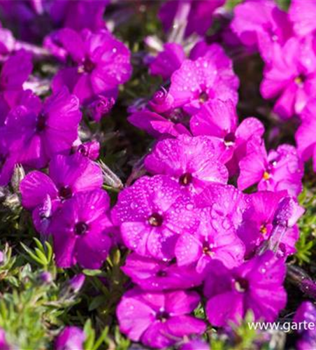 Phlox douglasii 'Red Admiral'