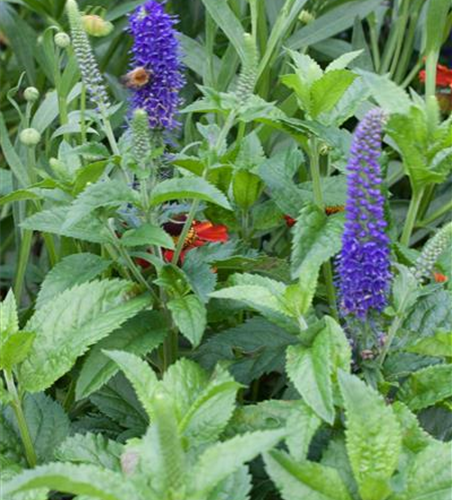 Veronica spicata 'Ulster Dwarf Blue'