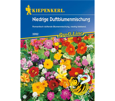 Niedrige Duftblumen