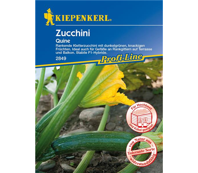 Kletter-Zucchini 'Quine'