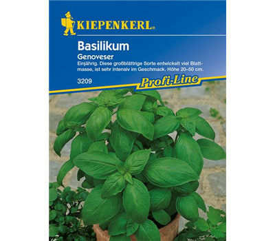 Garten-Basilikum 'Genoveser'