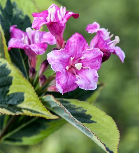 Buntlaubige Weigelie