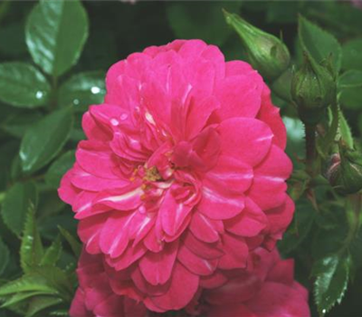 Bodendeckerrrose 'Knirps'®