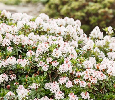 Rhododendron 'Bloombux'® - Hecke