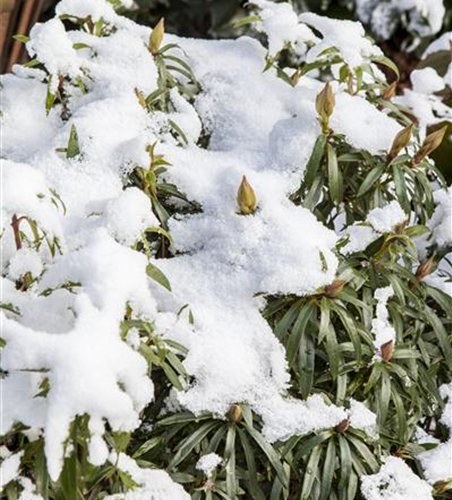 Pontischer Rhododendron 'Graziella' - Hecke