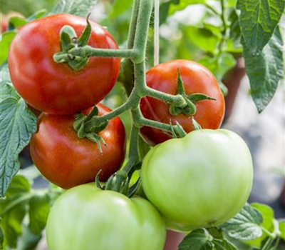 Tomate 'Harzfeuer F1'