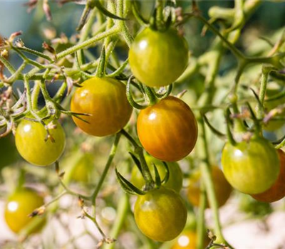 Balkon-Cherrytomate 'Tom Yellow'