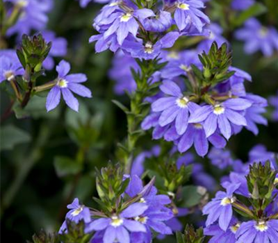 Fächerblume 'Abanico Blue'