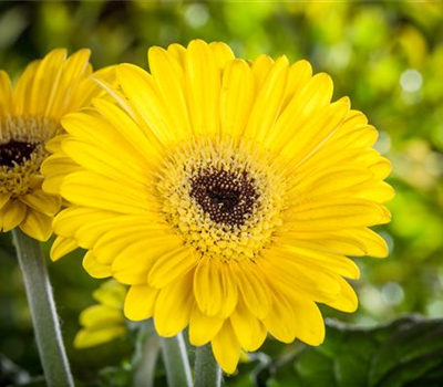 Gerbera 'Garvinea® Sweet Smile'