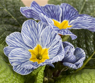 Primel 'Nautilus® Blue Vein'