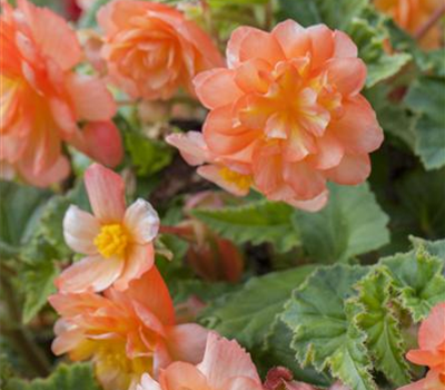 Girlanden-Begonie 'Illumination® Apricot'