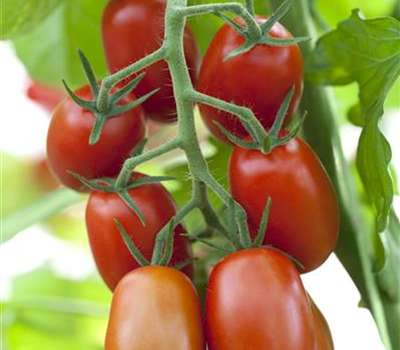 Roma-Tomate 'Bolstar Sensatica'