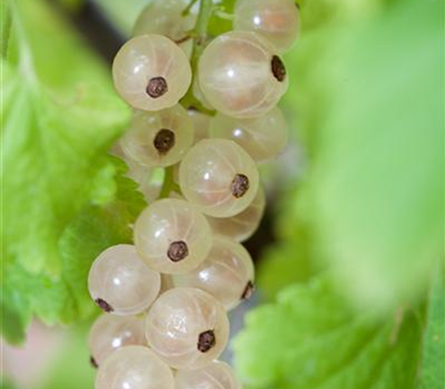 Johannisbeere 'Summer Pearls® White'