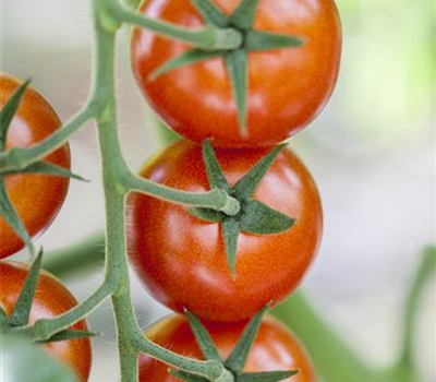 Tomate 'Bolstar Gimli'