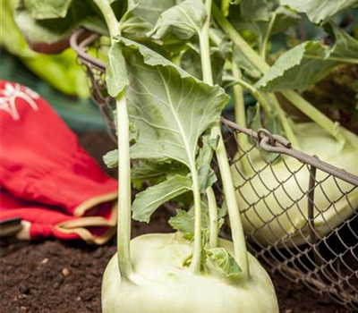 Kohlrabi 'Weißer Delikateß'