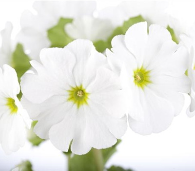 Frühlingsprimel 'Touch Me® White'