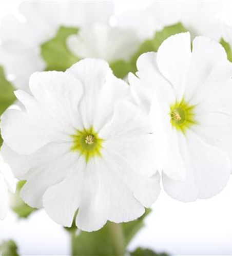 Frühlingsprimel 'Touch Me® White'