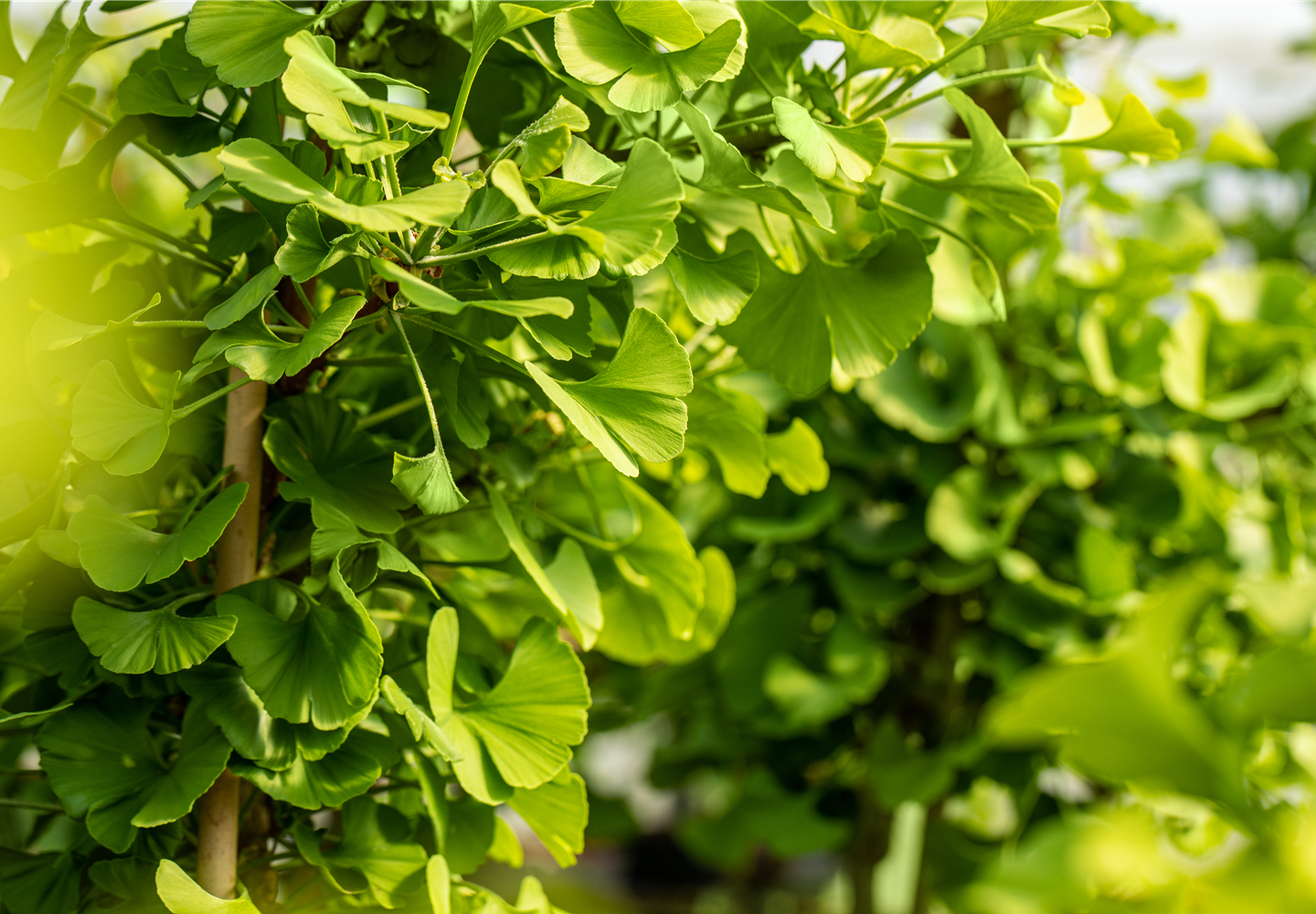 Ginkgo biloba 'Mariken'