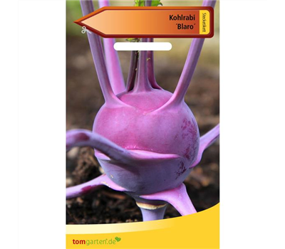 Kohlrabi 'Blaro'