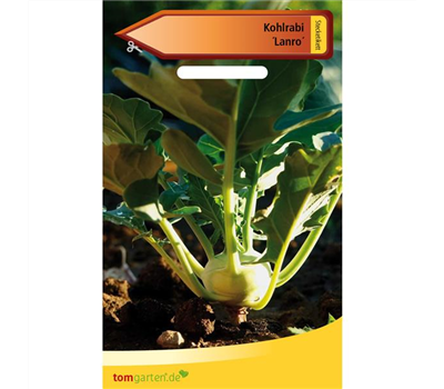 Kohlrabi 'Lanro'