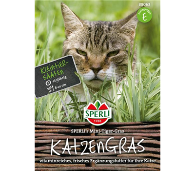 Katzengras