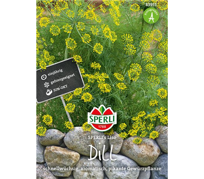 Dill 'Liso'