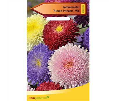 Aster 'Riesen Prinzess'