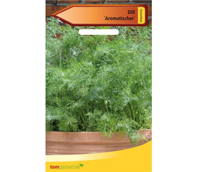 Dill 'Aromatischer'