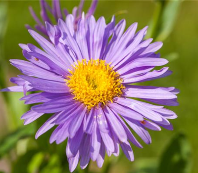 Alpen-Aster