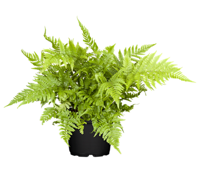 Athyrium vidalii