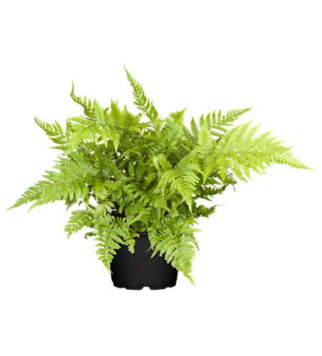 Athyrium vidalii