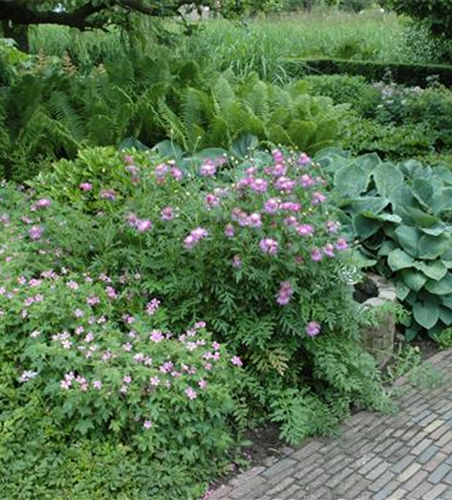 Centaurea pulcherrima