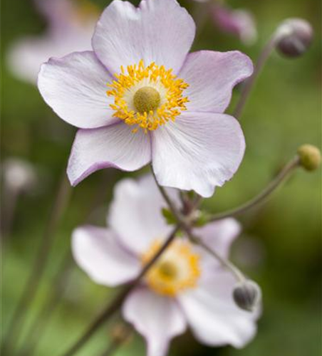 Garten-Herbst-Anemone 'Prinz Heinrich'