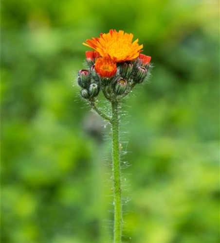 Hieracium aurantiacum