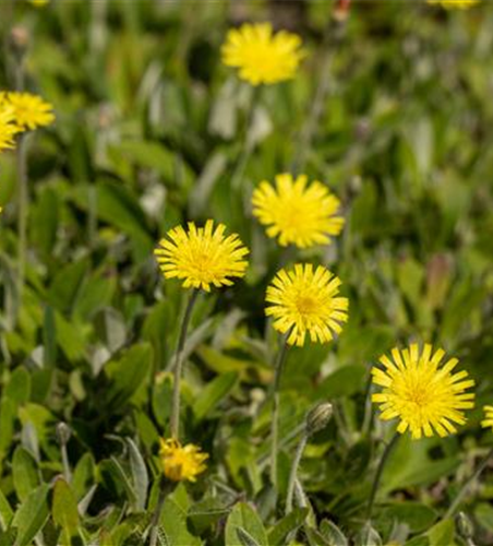 Hieracium pilosella