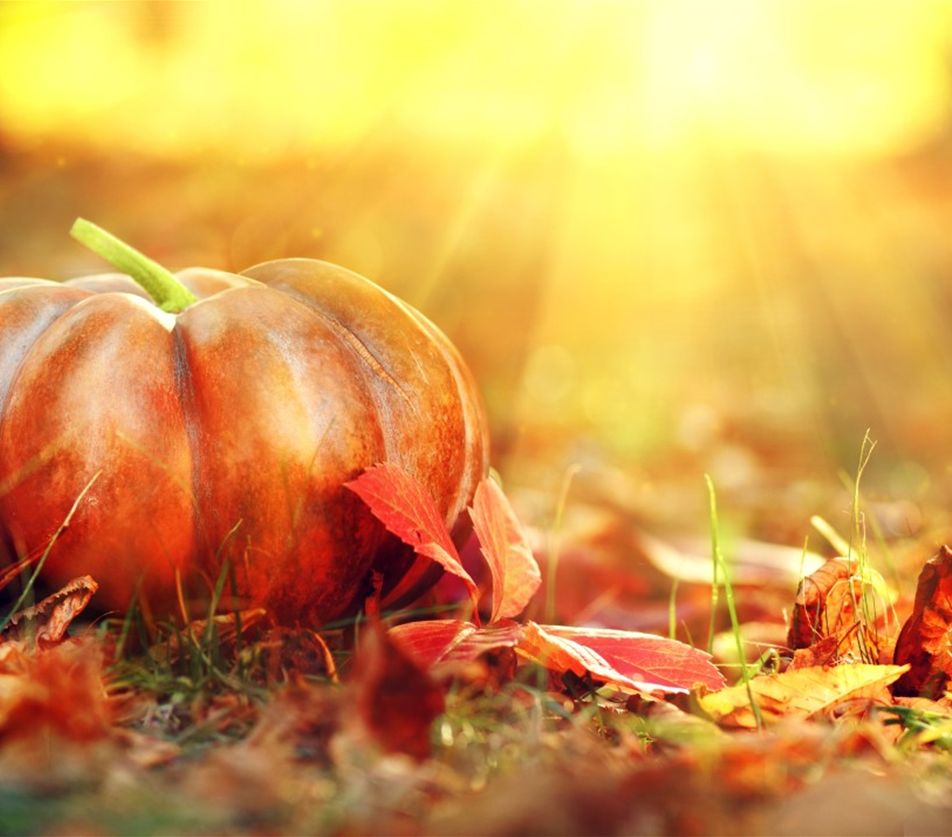 bigstock-Autumn-Thanksgiving-day-backgr-150998684 (Groß).jpg