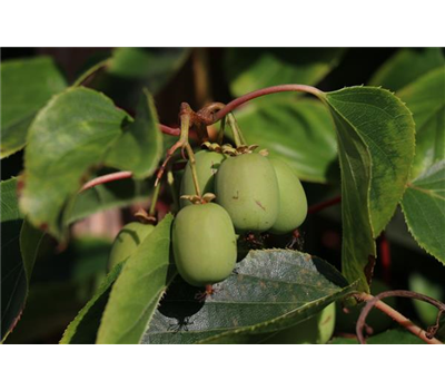 Kiwi (Actinidia arguta Geneva), Hecke am laufenden Meter