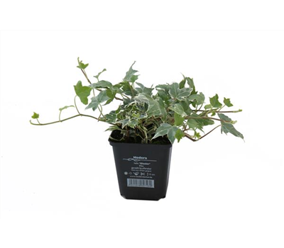 Hedera helix 'Glacier', 12er Set