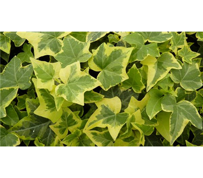 Hedera helix 'Gold Child', 12er Set