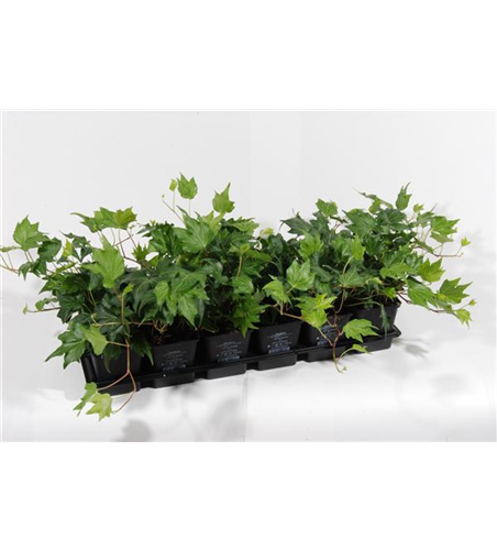 Hedera helix 'Green Ripple', 12er Set