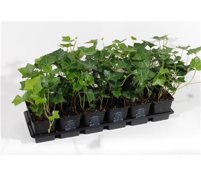 Hedera helix Hibernica, 12er Set