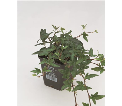 Hedera helix 'Shamrock', 12er Set