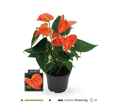 Flamingoblume 'KARMA Orange'