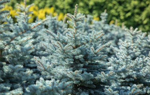 GS649607_Picea pungens Glauca Globosa_.jpg