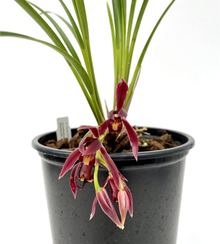 Cymbidium dayanum rot